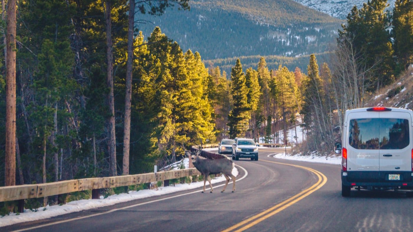A mule deer crossing a mountain road in Rocky Mountain National Park, snow-dusted peaks beyond.
