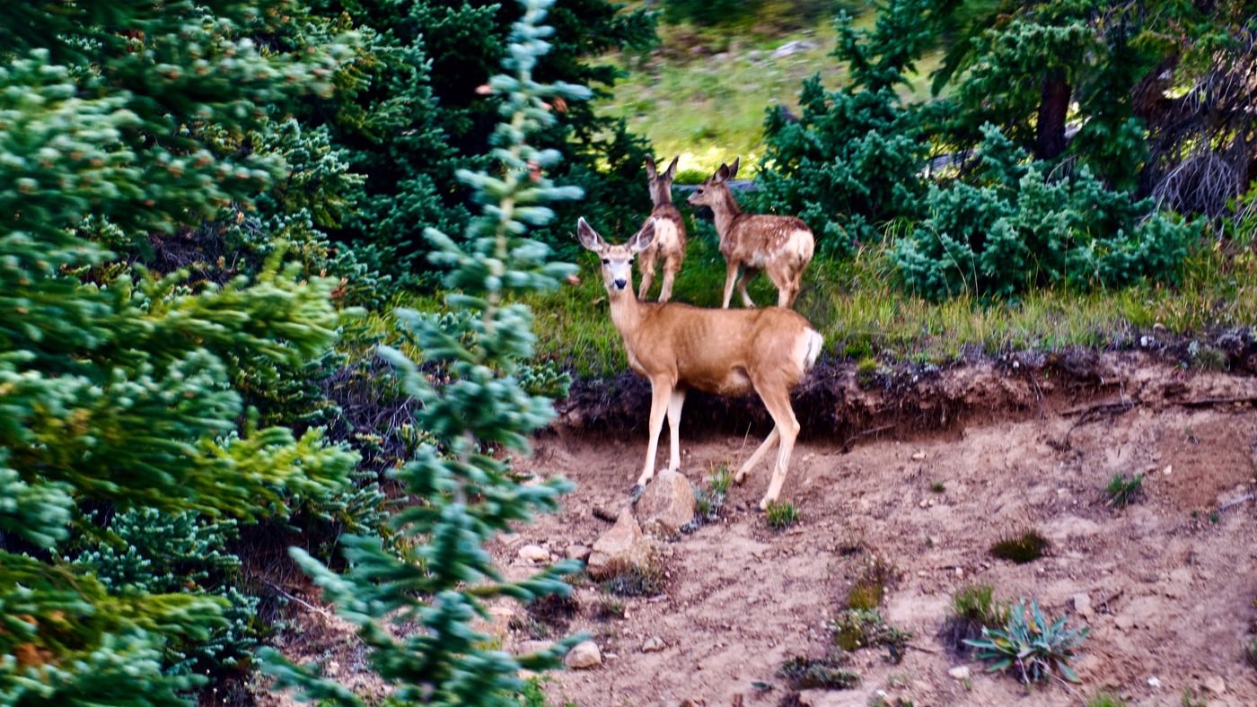 A doe and fawn standing at the edge of a spruce forest.